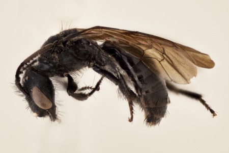 [Andinopanurgus male (lateral/side view) thumbnail]